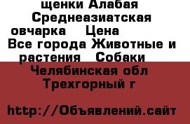 щенки Алабая (Среднеазиатская овчарка) › Цена ­ 15 000 - Все города Животные и растения » Собаки   . Челябинская обл.,Трехгорный г.